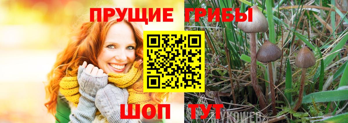 Галлюциногенные грибы Psilocybine cubensis  Вход с VPN  Калининград  Псилоцибиновые грибы мицелий 